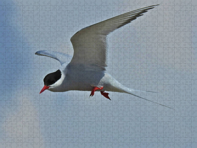 Küstenseeschwalbe (Sterna paradisaea) - CALVENDO Foto-Puzzle'