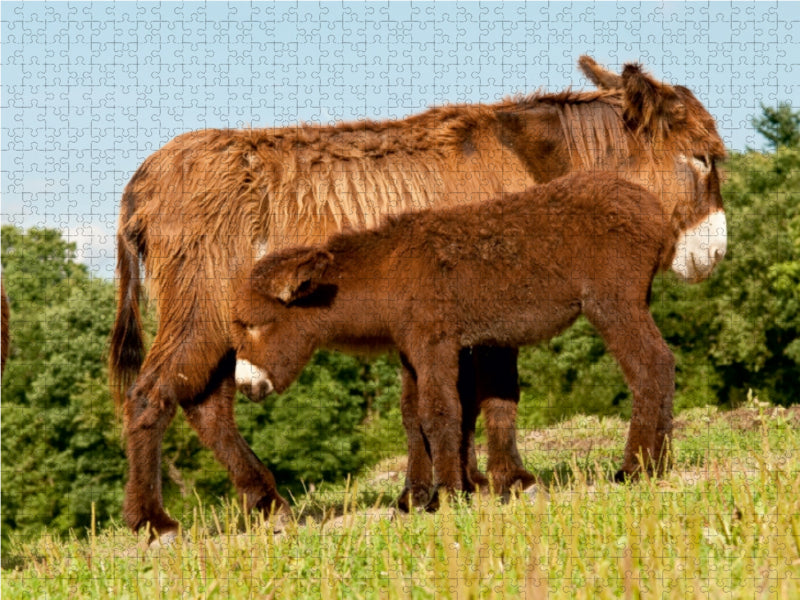 Typvolle Poitou Esel Stute mit Fohlen 1000 Teile Puzzle quer - CALVENDO Foto-Puzzle'