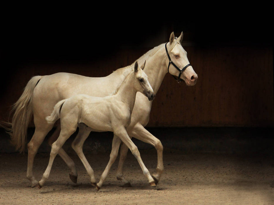 Horses in special colors 2017 - CALVENDO photo puzzle 