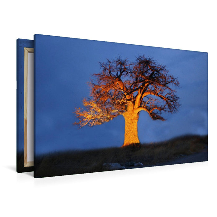 Premium Textil-Leinwand Ein Baobab in Botswana