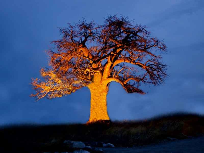 Ein Baobab in Botswana 1000 Teile Puzzle quer - CALVENDO Foto-Puzzle'