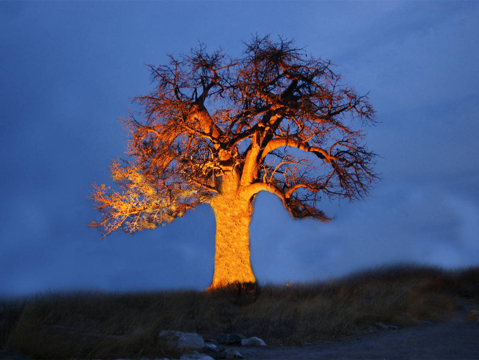 Ein Baobab in Botswana - CALVENDO Foto-Puzzle'