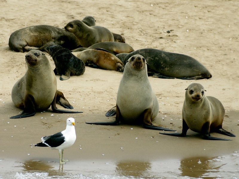 Phoques sur le banc de sable - Puzzle photo CALVENDO 