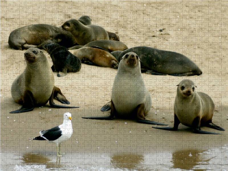 Phoques sur le banc de sable - Puzzle photo CALVENDO 