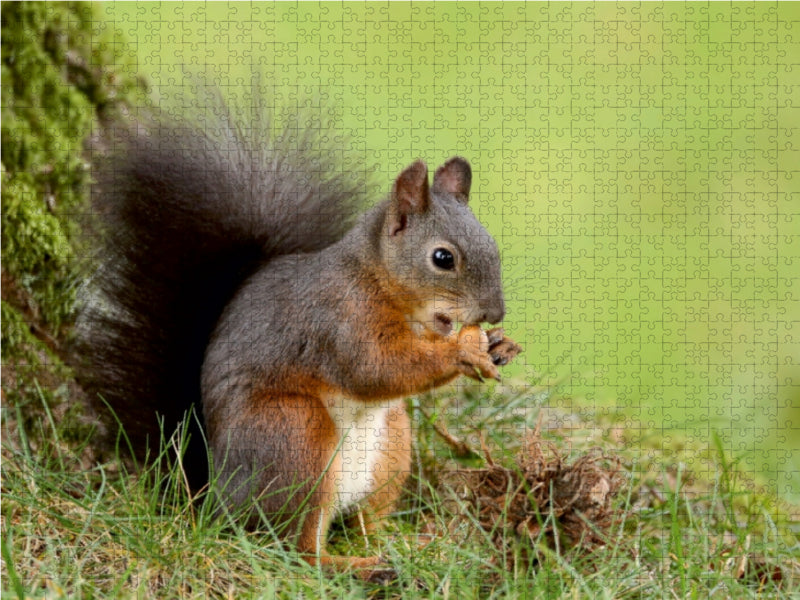 Eichhörnchen mit frisch gepflückter Nusstraube. 1000 Teile Puzzle quer - CALVENDO Foto-Puzzle'