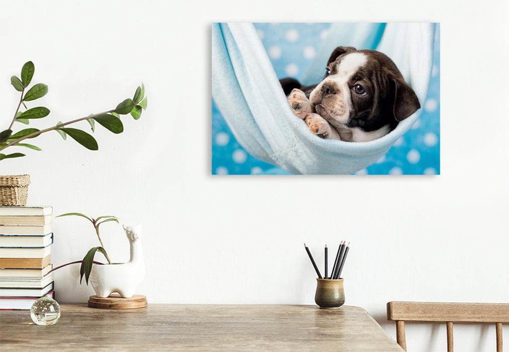 Premium Textil-Leinwand Premium Textil-Leinwand 120 cm x 80 cm quer Colored Boston Terrier Blue/White