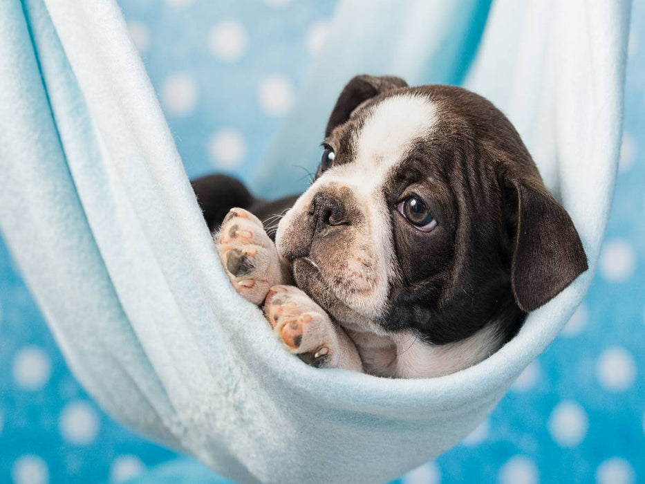 Colored Boston Terrier Blue/White - CALVENDO Foto-Puzzle'