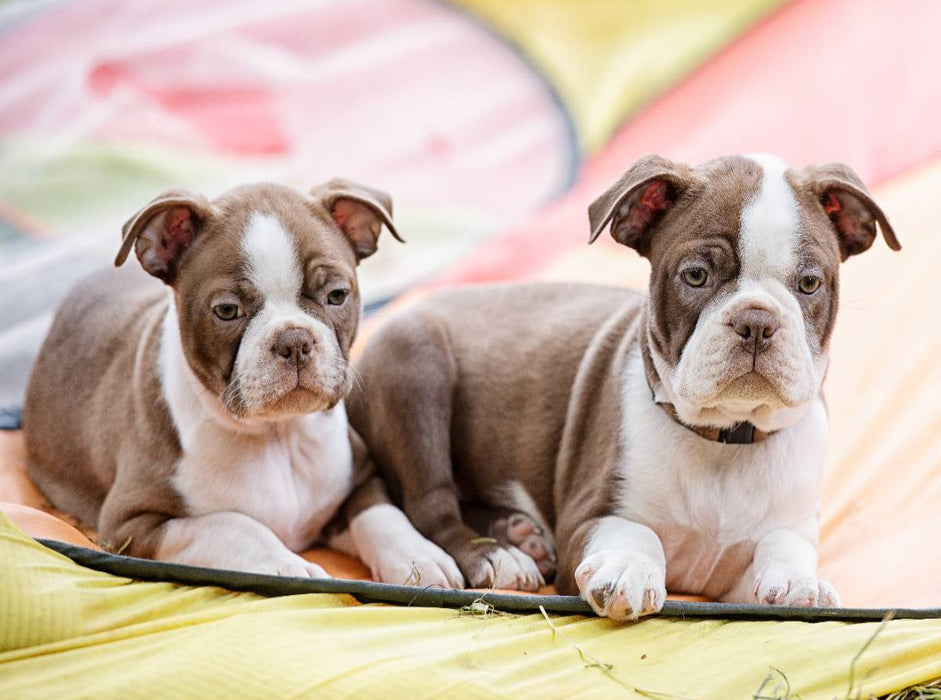 Colored Boston Terrier Geschwister Red/White - CALVENDO Foto-Puzzle'