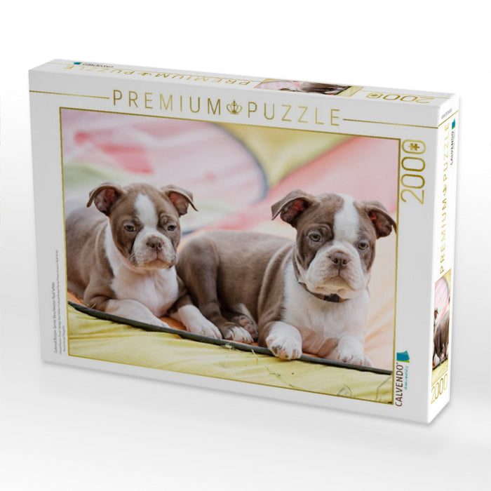 Colored Boston Terrier Geschwister Red/White - CALVENDO Foto-Puzzle'