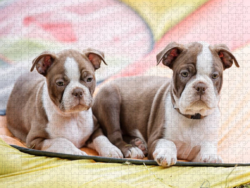 Colored Boston Terrier Geschwister Red/White - CALVENDO Foto-Puzzle'