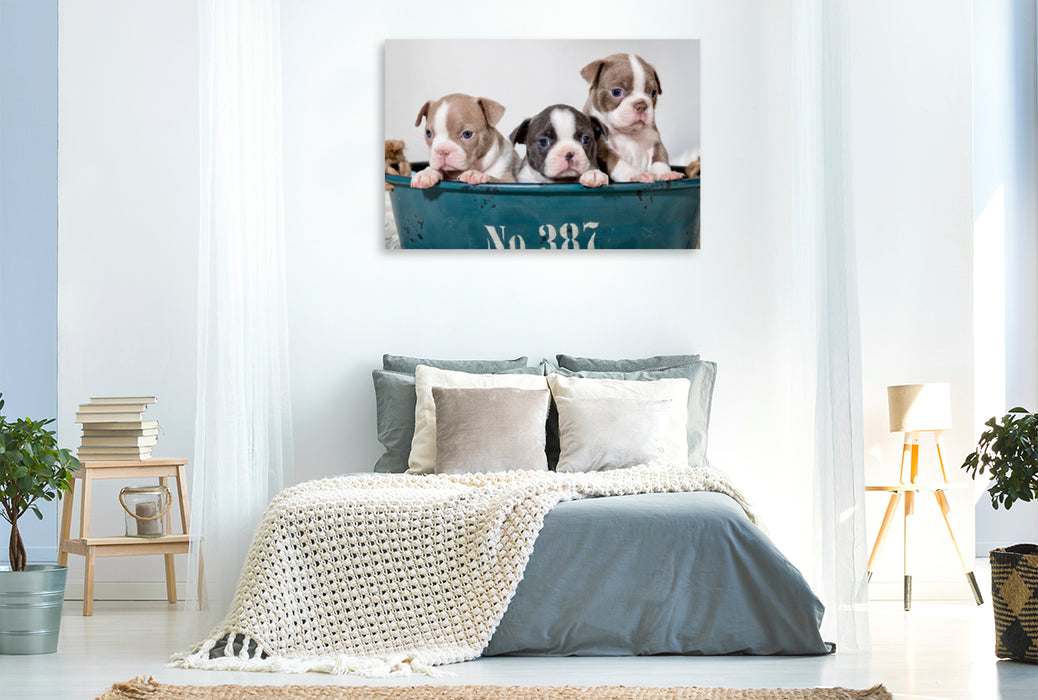 Premium Textil-Leinwand Premium Textil-Leinwand 120 cm x 80 cm quer Colored Boston Terrier Geschwister Lilac und Blue / White