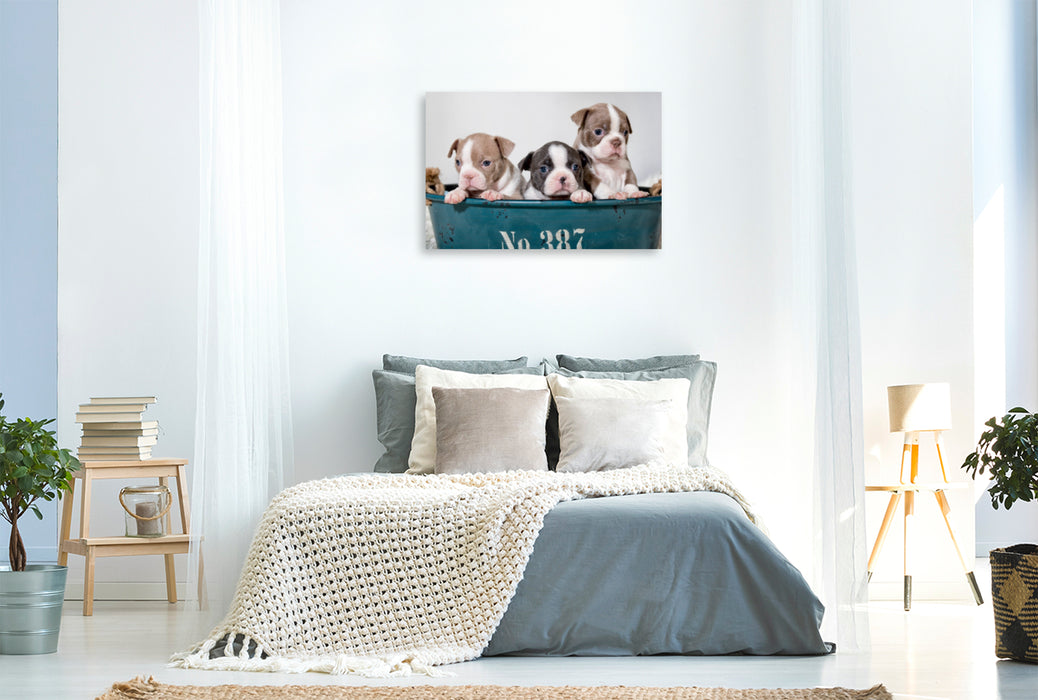 Premium Textil-Leinwand Premium Textil-Leinwand 120 cm x 80 cm quer Colored Boston Terrier Geschwister Lilac und Blue / White
