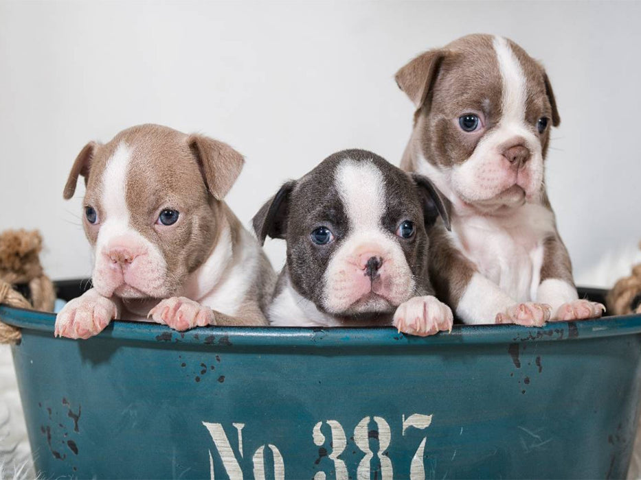 Colored Boston Terrier Geschwister Lilac und Blue / White - CALVENDO Foto-Puzzle'