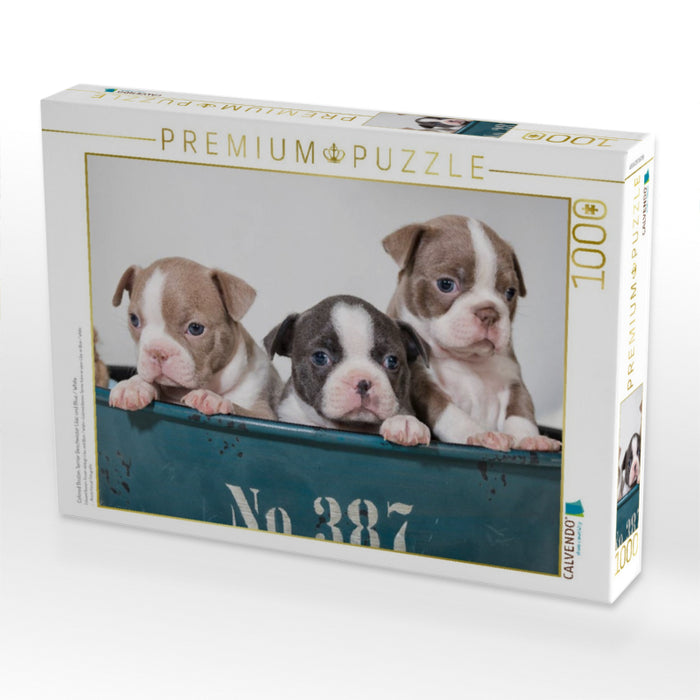 Colored Boston Terrier Geschwister Lilac und Blue / White - CALVENDO Foto-Puzzle'