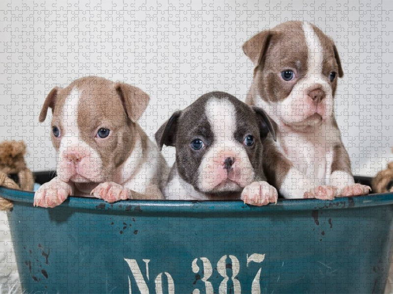 Colored Boston Terrier Geschwister Lilac und Blue / White - CALVENDO Foto-Puzzle'