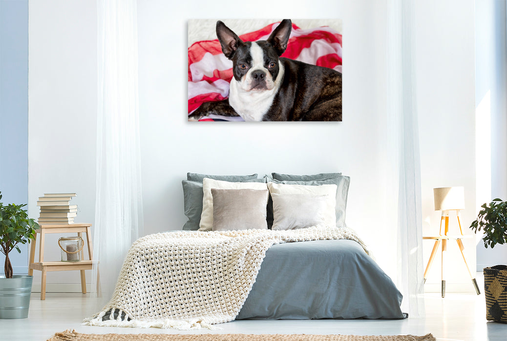 Premium Textil-Leinwand Premium Textil-Leinwand 120 cm x 80 cm quer Colored Boston Terrier Stripes Brindle/White
