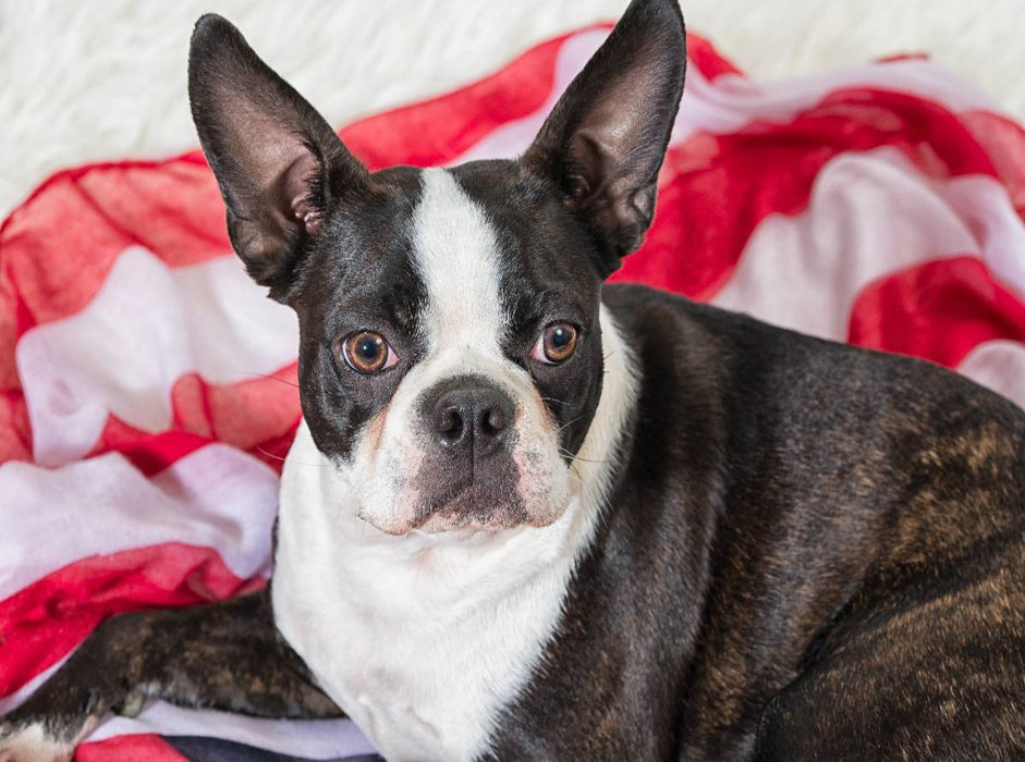 Colored Boston Terrier Stripes Brindle/White - CALVENDO Foto-Puzzle'