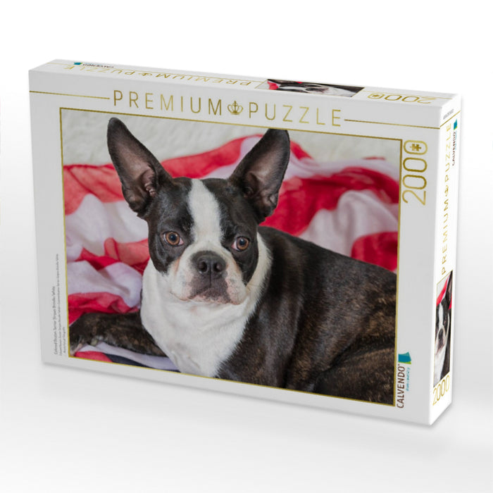 Colored Boston Terrier Stripes Brindle/White - CALVENDO Foto-Puzzle'