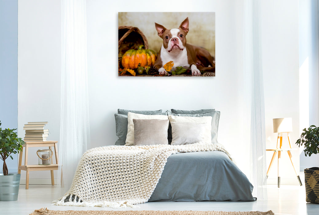 Premium Textil-Leinwand Premium Textil-Leinwand 120 cm x 80 cm quer Colored Boston Terrier "Roxy" Herbststimmung