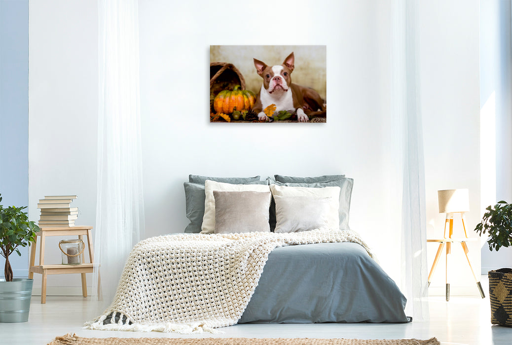 Premium Textil-Leinwand Premium Textil-Leinwand 120 cm x 80 cm quer Colored Boston Terrier "Roxy" Herbststimmung