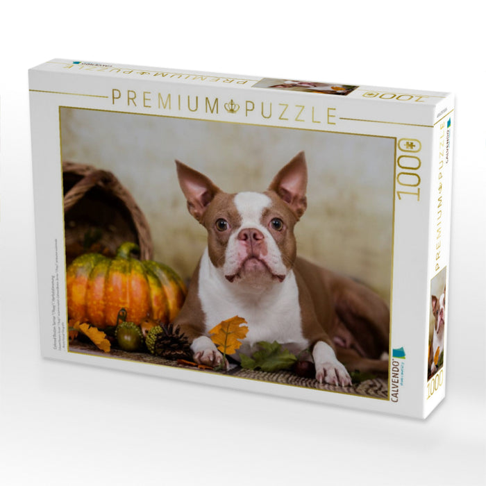 Colored Boston Terrier "Roxy" Herbststimmung - CALVENDO Foto-Puzzle'