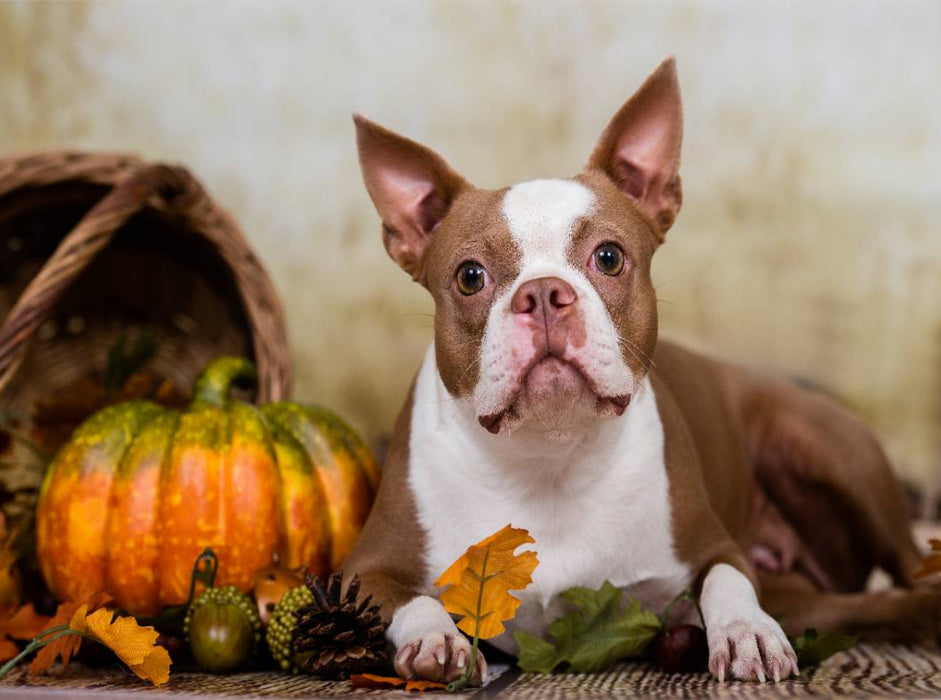 Colored Boston Terrier "Roxy" Herbststimmung - CALVENDO Foto-Puzzle'
