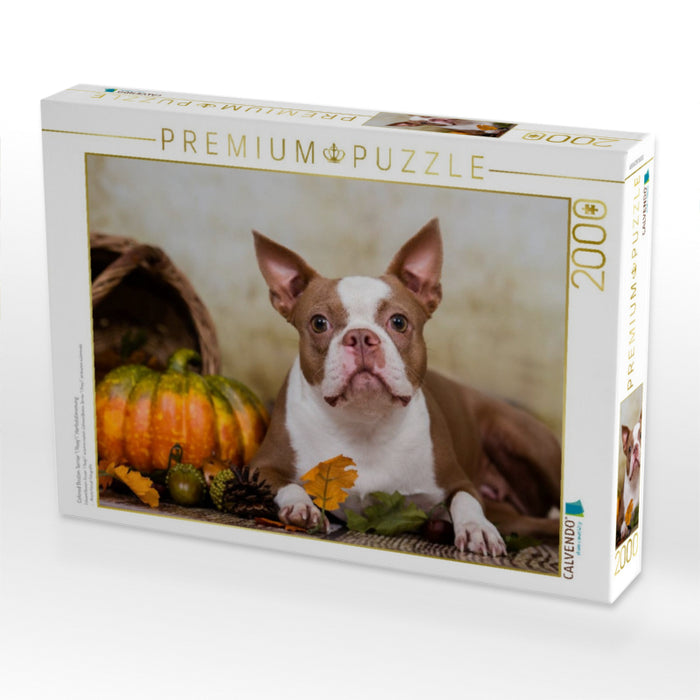 Colored Boston Terrier "Roxy" Herbststimmung - CALVENDO Foto-Puzzle'