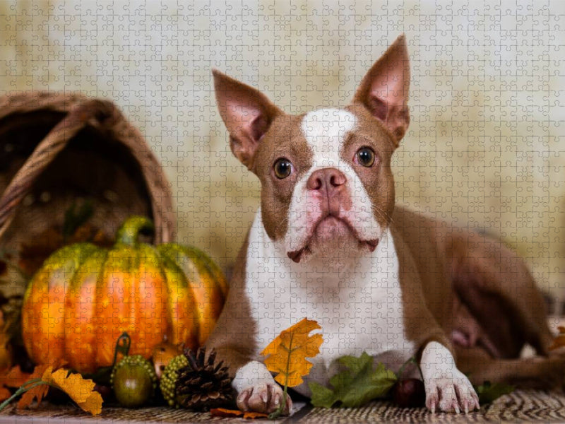 Colored Boston Terrier "Roxy" Herbststimmung - CALVENDO Foto-Puzzle'
