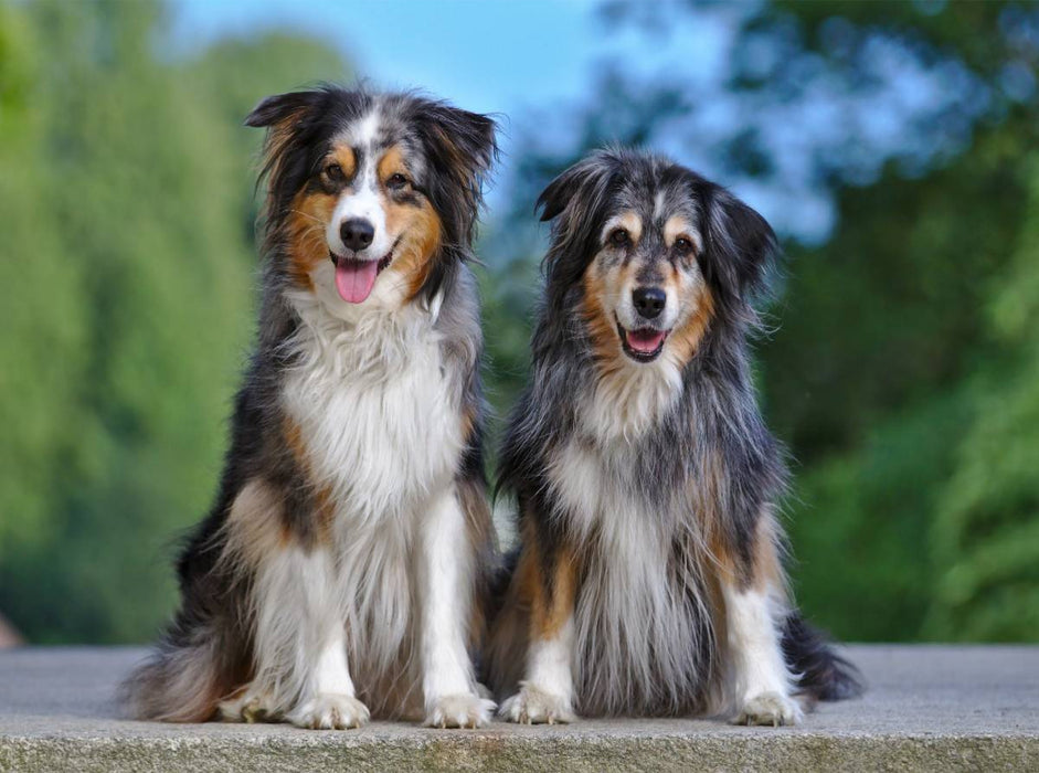Ice & Chessy - die Tochter so schön wie die Mutter - CALVENDO Foto-Puzzle'