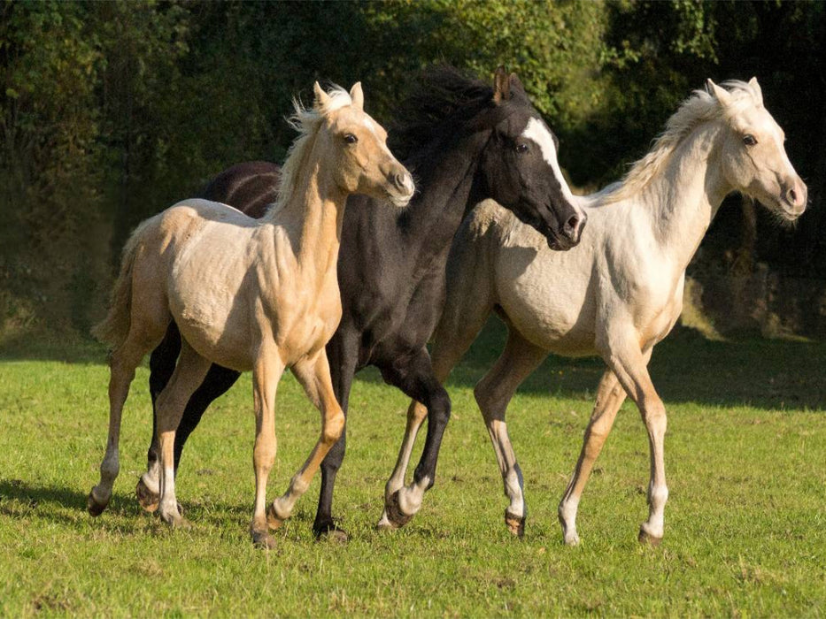 junge Palominohengste - CALVENDO Foto-Puzzle'