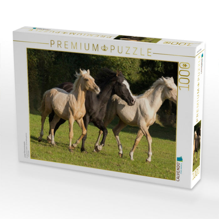 junge Palominohengste - CALVENDO Foto-Puzzle'