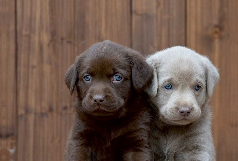 Premium Textil-Leinwand Labrador Geschwister