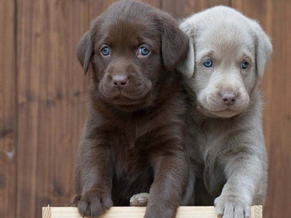 Labrador Geschwister - CALVENDO Foto-Puzzle'