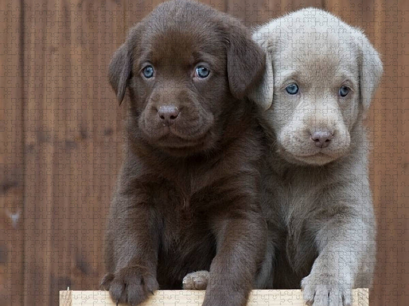 Labrador Geschwister - CALVENDO Foto-Puzzle'