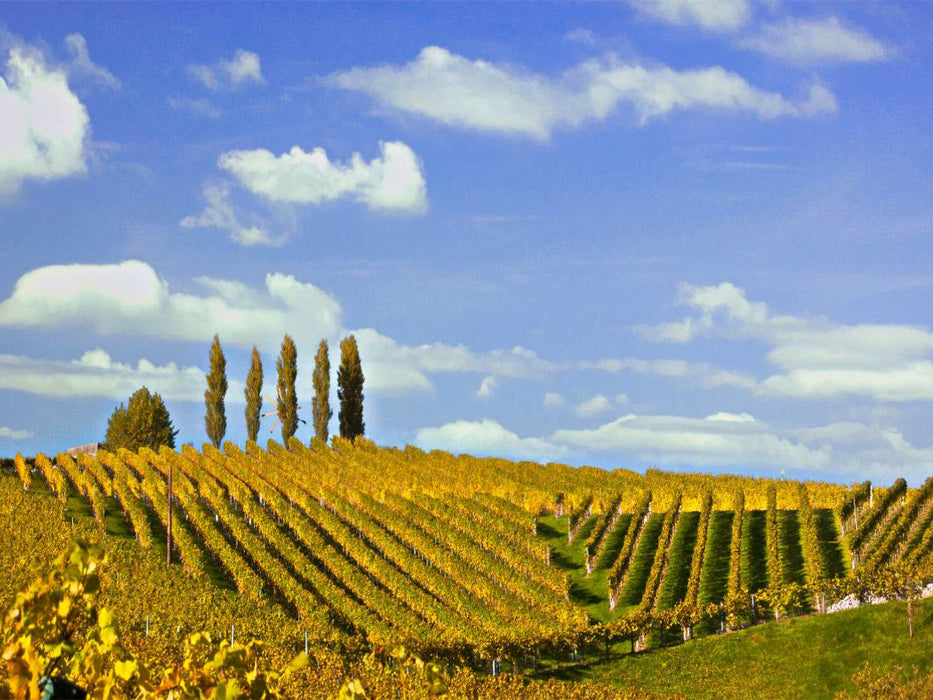 Weinberg im Gebiet von Glanz in der Südsteiermark - CALVENDO Foto-Puzzle'