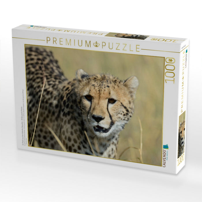 Ein Motiv aus dem Kalender Geparden - Afrikas grazile Katzen - CALVENDO Foto-Puzzle'
