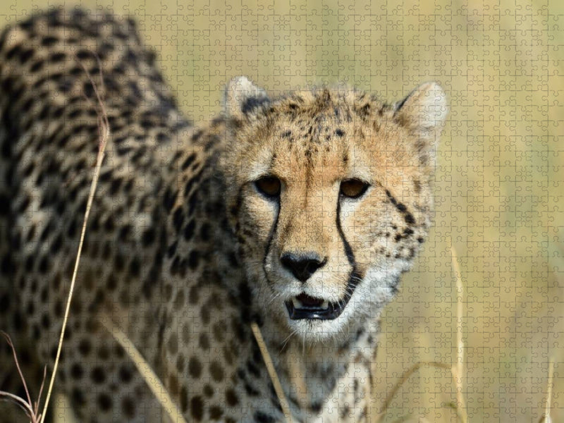 Ein Motiv aus dem Kalender Geparden - Afrikas grazile Katzen - CALVENDO Foto-Puzzle'