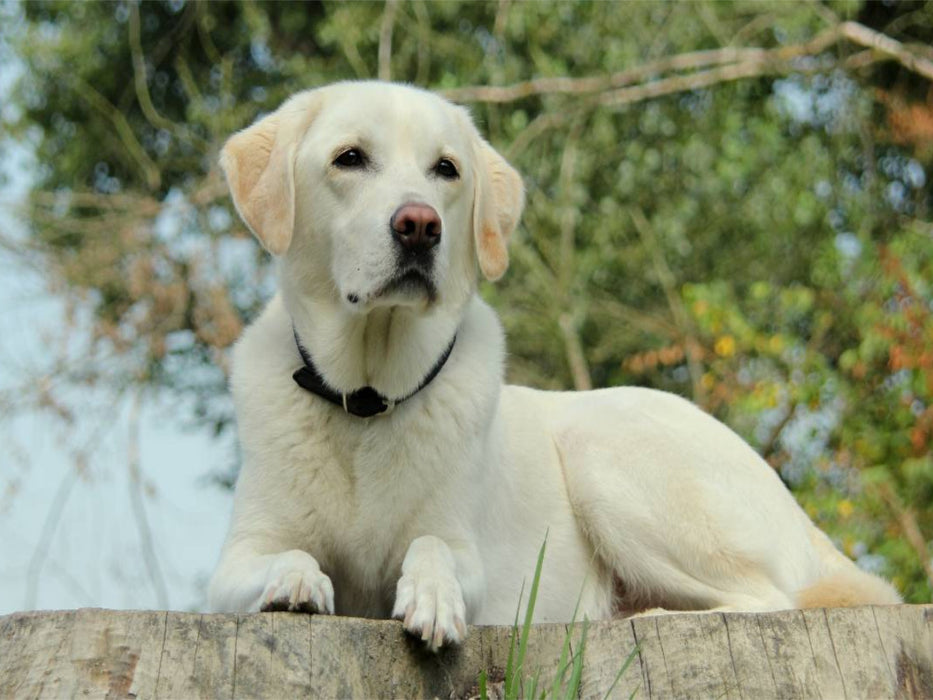 Ein Motiv aus dem Kalender Labrador Retriever 2017 - CALVENDO Foto-Puzzle'