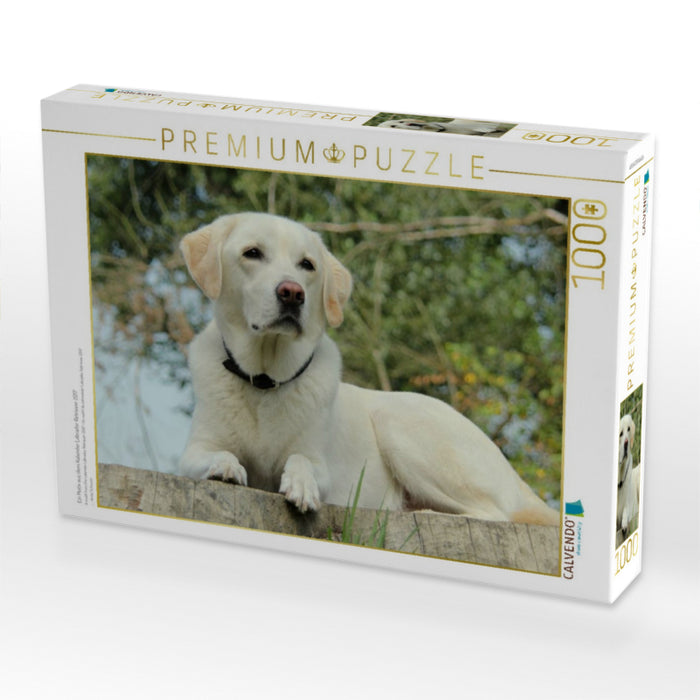 Ein Motiv aus dem Kalender Labrador Retriever 2017 - CALVENDO Foto-Puzzle'