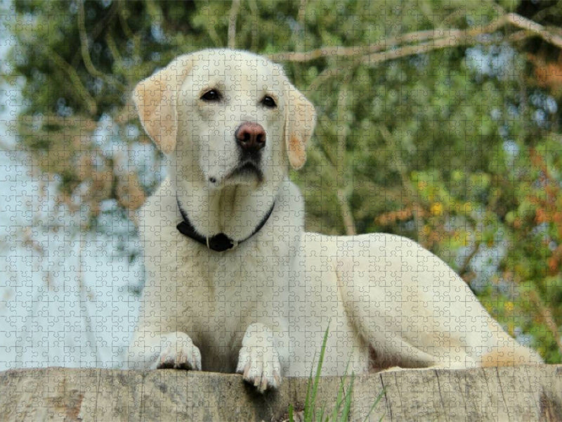 Ein Motiv aus dem Kalender Labrador Retriever 2017 - CALVENDO Foto-Puzzle'