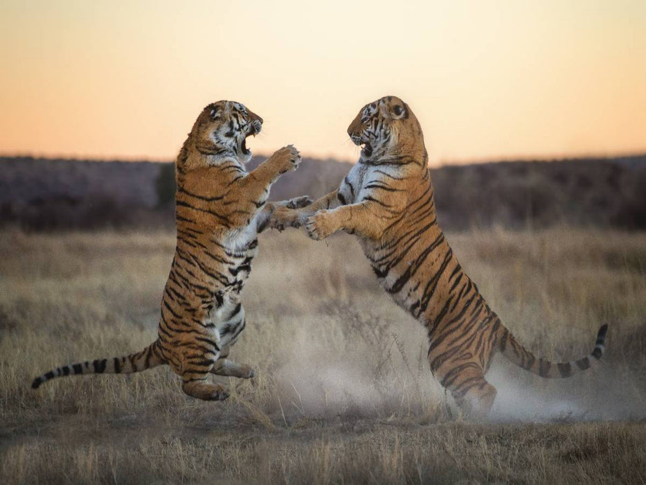 Tiger - CALVENDO Foto-Puzzle'
