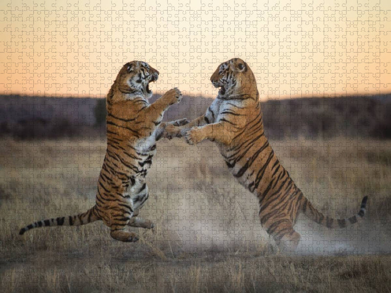 Tiger - CALVENDO Foto-Puzzle'