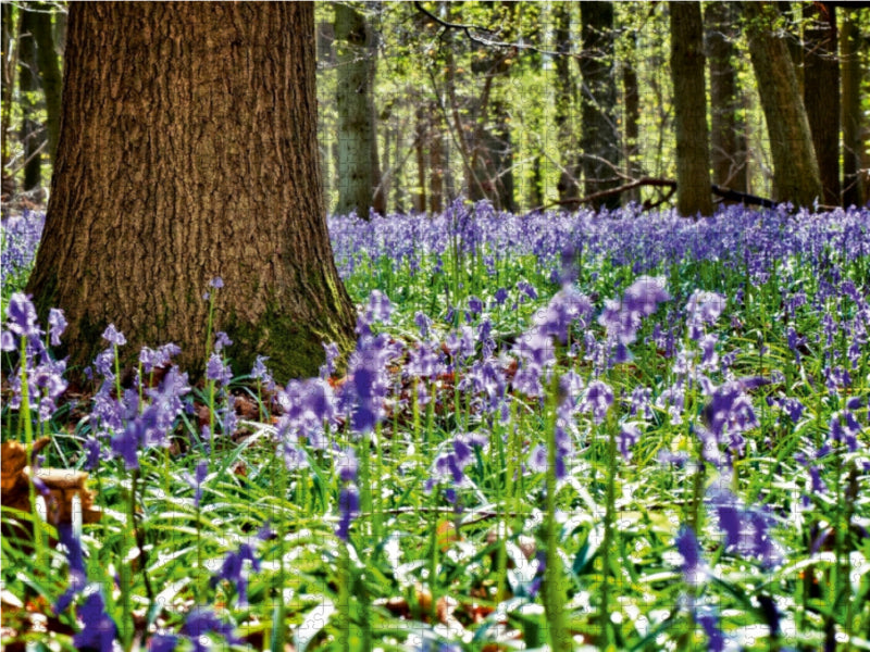 Arbre protecteur - Puzzle photo CALVENDO 
