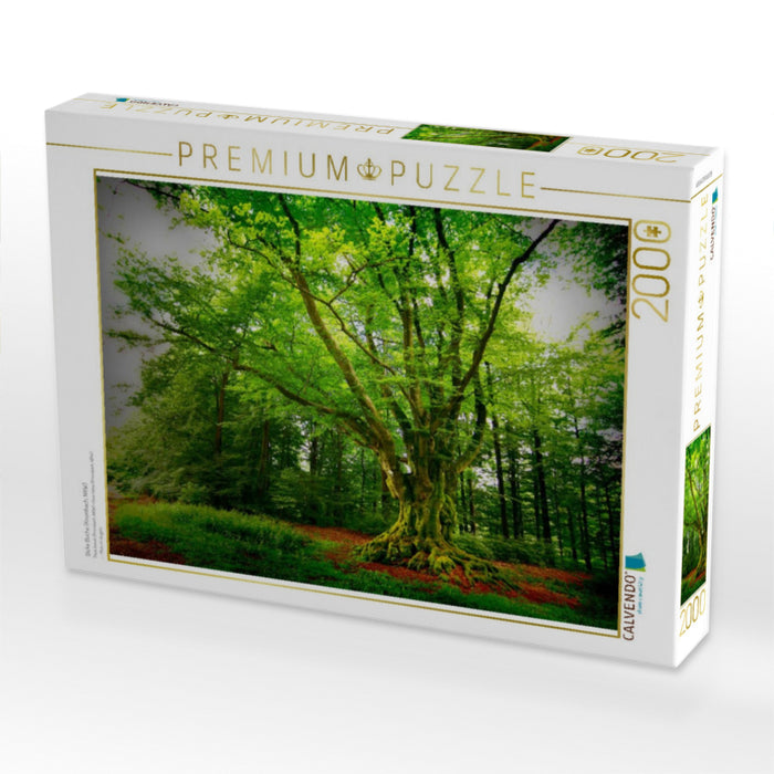 Dicke Buche (Krombach, NRW) - CALVENDO Foto-Puzzle'