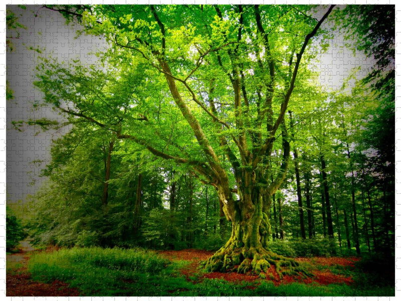 Dicke Buche (Krombach, NRW) - CALVENDO Foto-Puzzle'