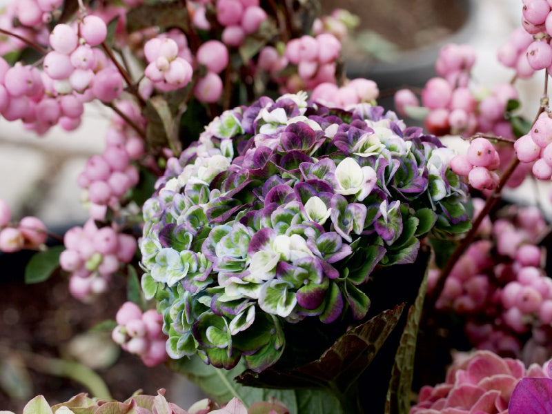 Hortensie 1000 Teile Puzzle quer - CALVENDO Foto-Puzzle'