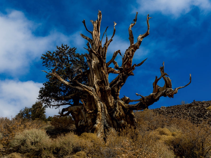 Ancient Bristlecone Pine Forest, California - CALVENDO Photo Puzzle 