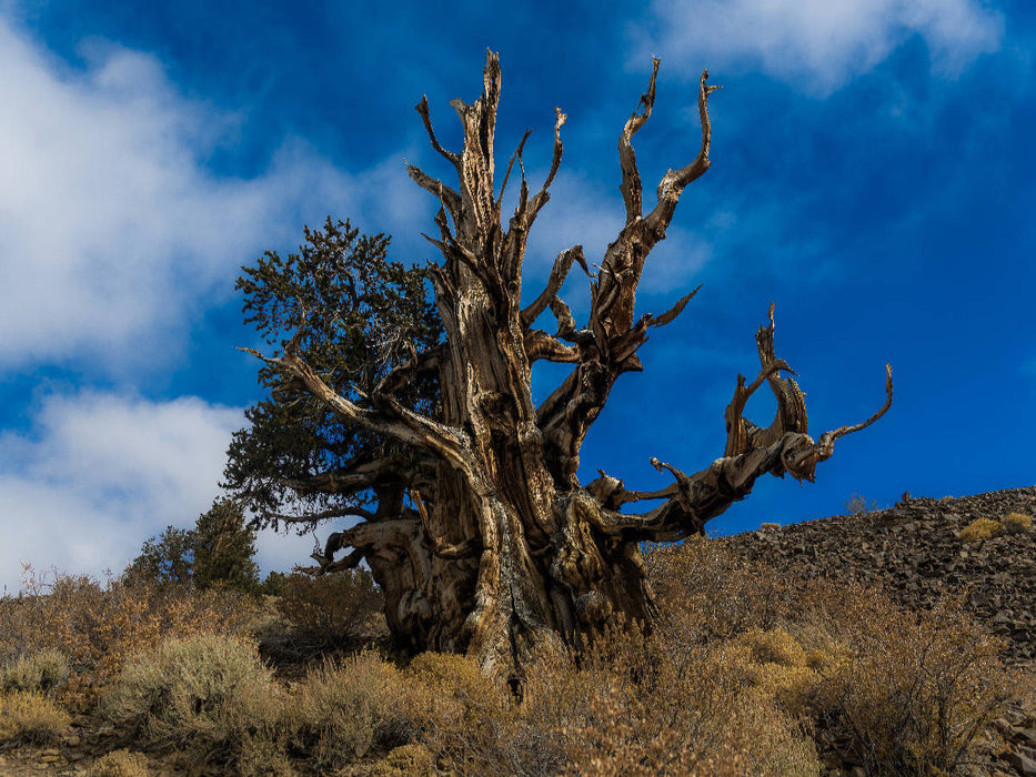 Ancienne forêt de pins Bristlecone, Californie - Puzzle photo CALVENDO 