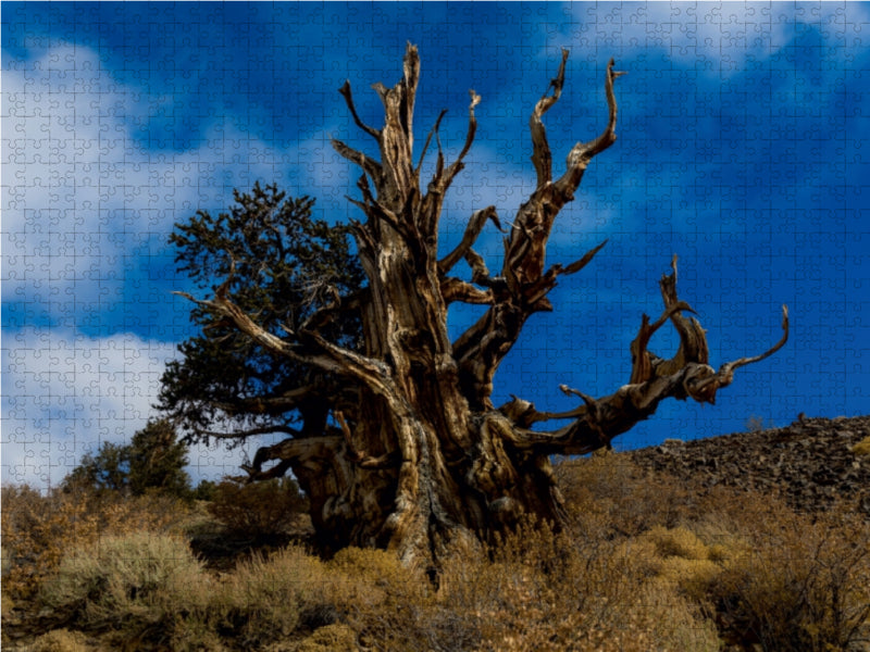 Ancient Bristlecone Pine Forest, California - CALVENDO Photo Puzzle 
