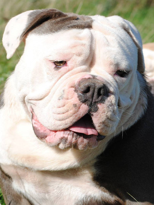 Englische Bulldogge - CALVENDO Foto-Puzzle'